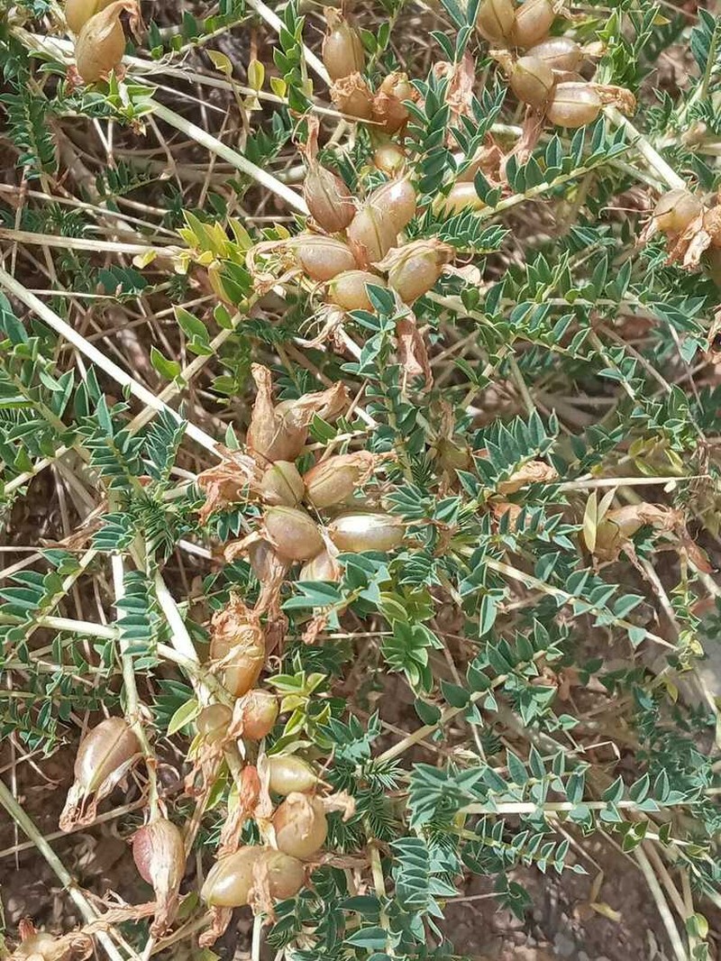 Astragalus oreites photo 2