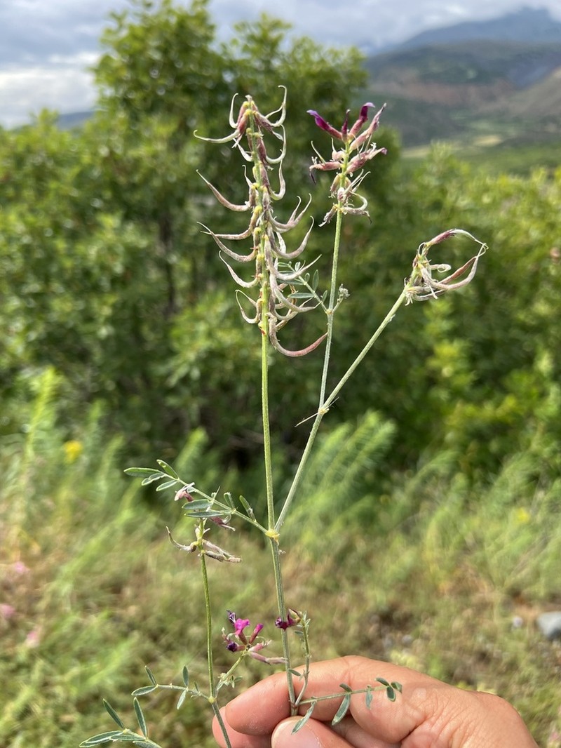 Astragalus ornithopodioides