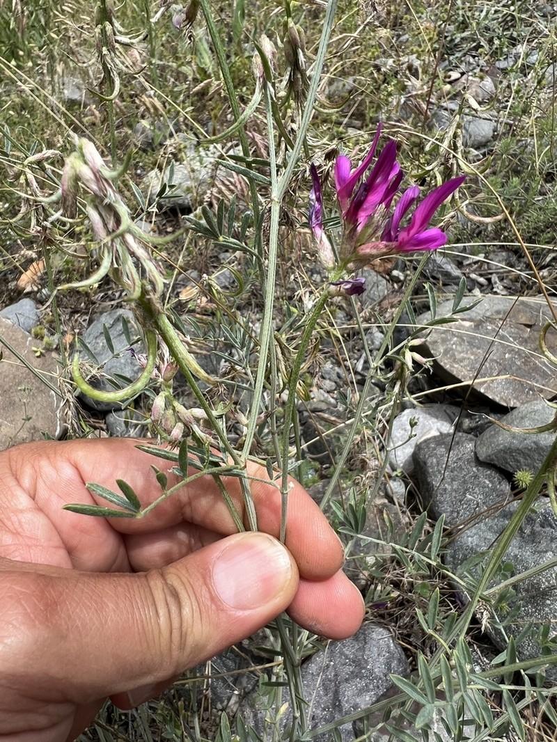 Astragalus ornithopodioides photo 2