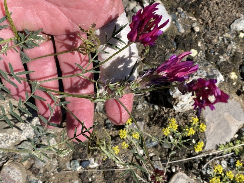 Astragalus ornithopodioides photo 4