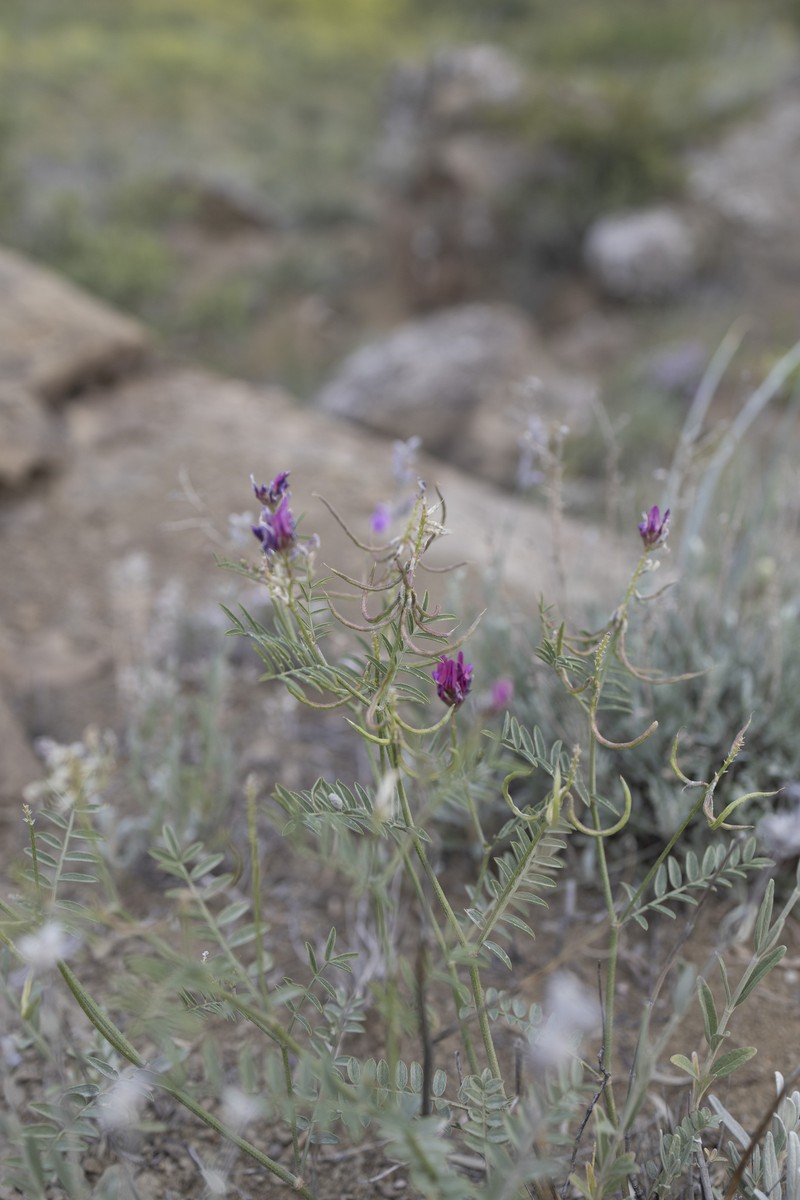 Astragalus ornithopodioides photo 6