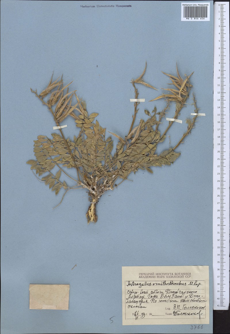 Astragalus ornithorrhynchus