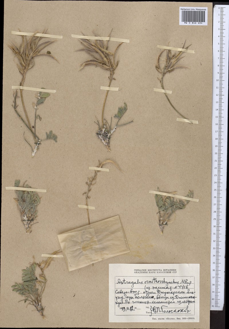 Astragalus ornithorrhynchus photo 2
