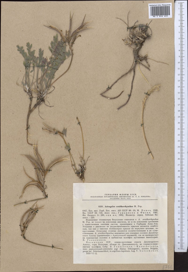 Astragalus ornithorrhynchus photo 3