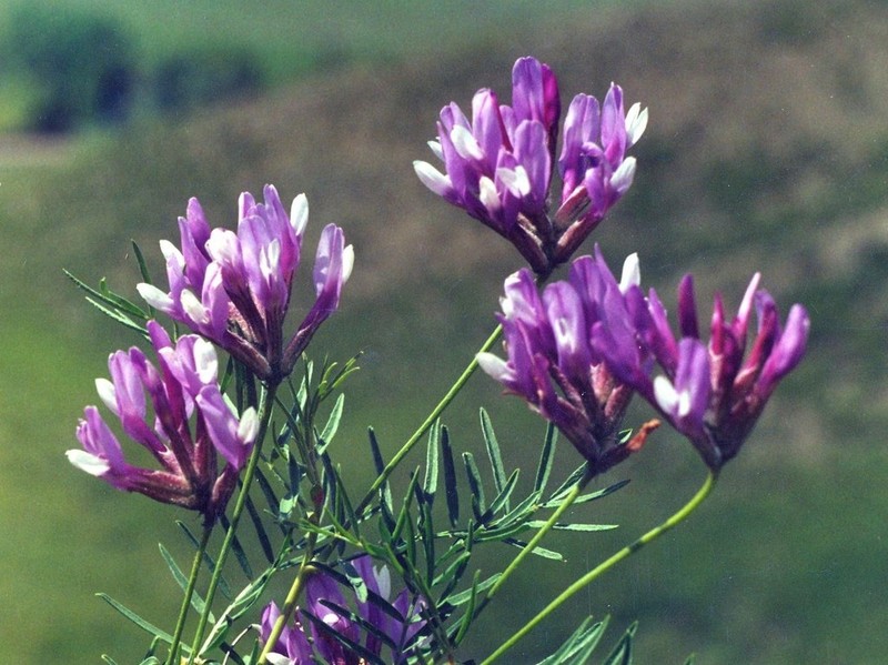 Astragalus oropolitanus