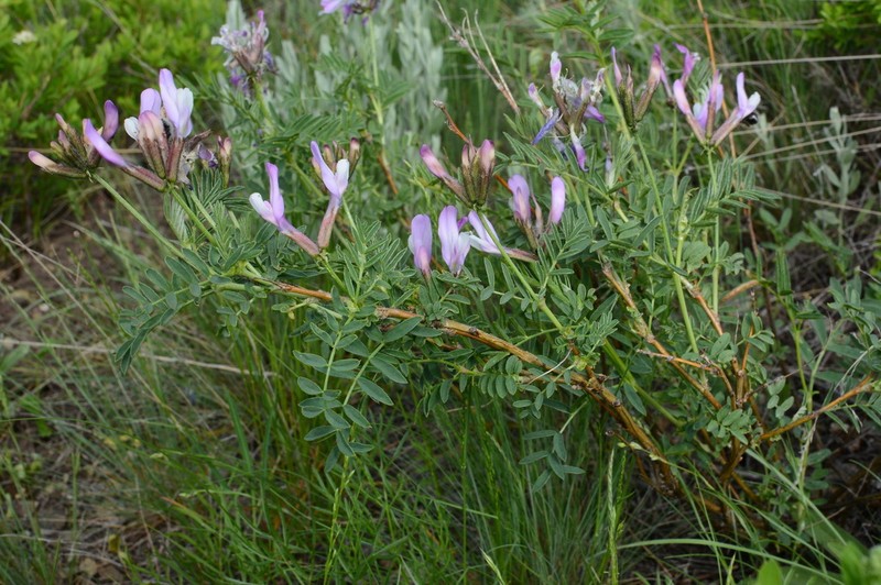 Astragalus oropolitanus photo 2