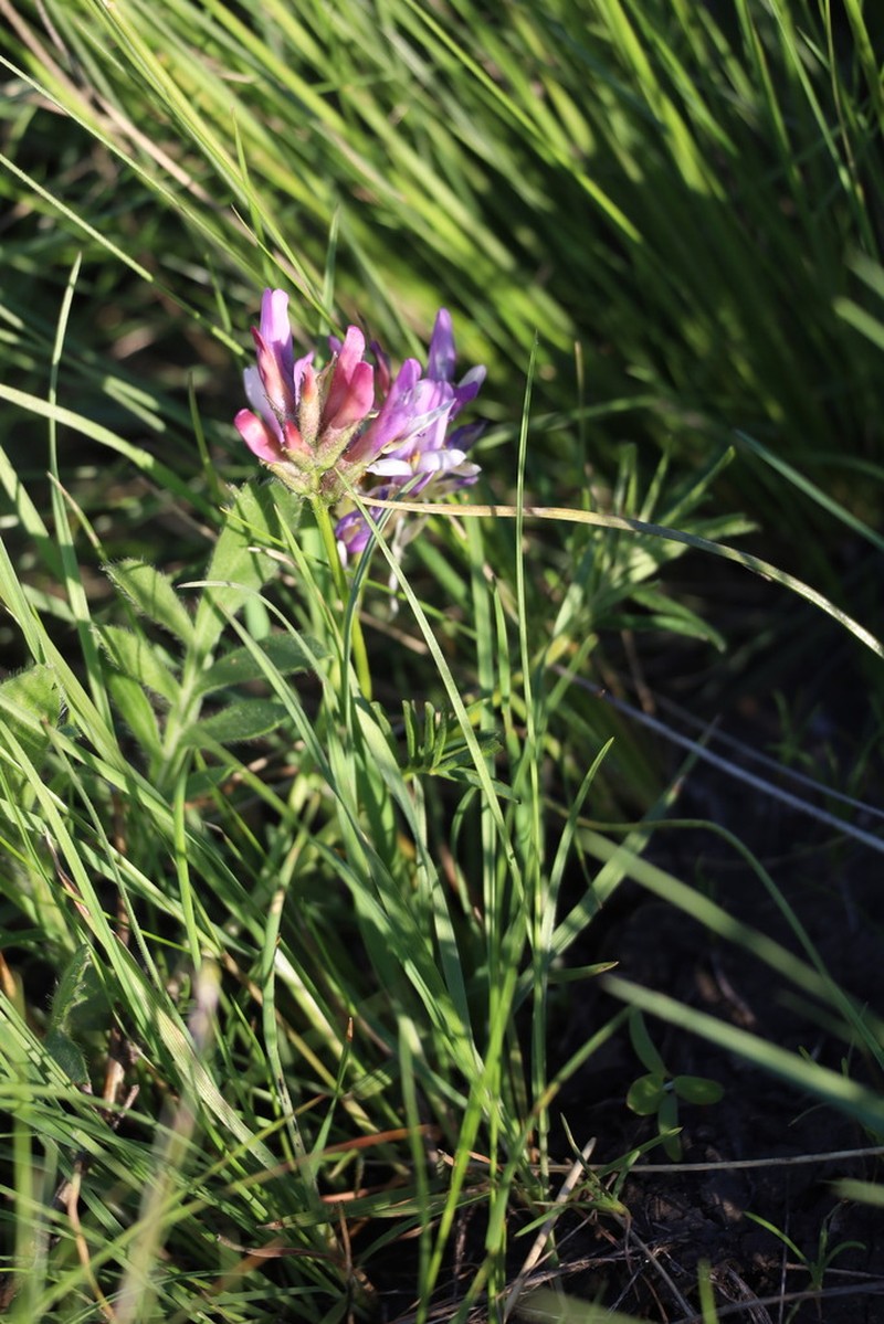 Astragalus oropolitanus photo 3