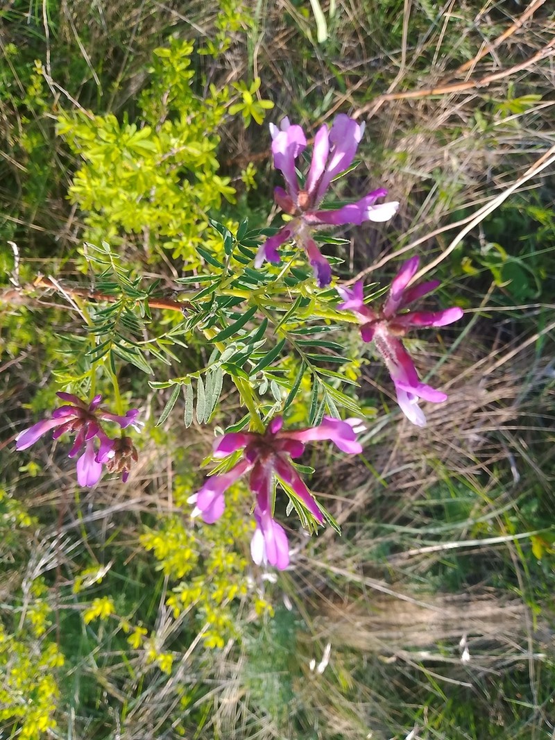 Astragalus oropolitanus photo 4
