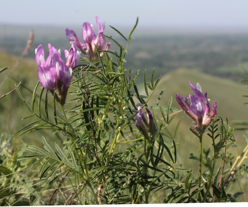 Astragalus oropolitanus photo 5