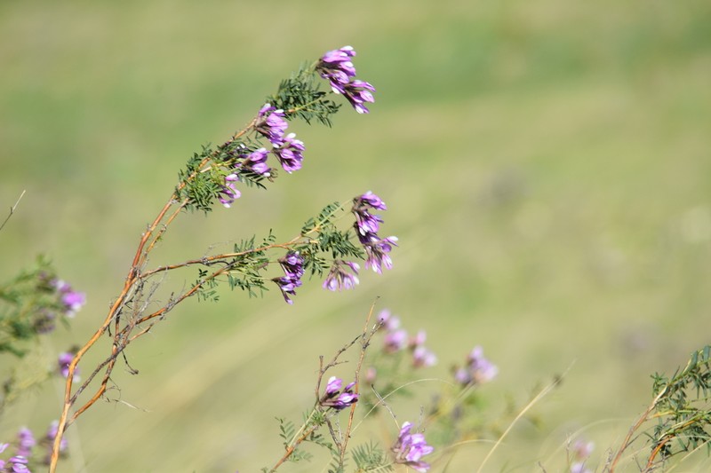 Astragalus oropolitanus photo 6