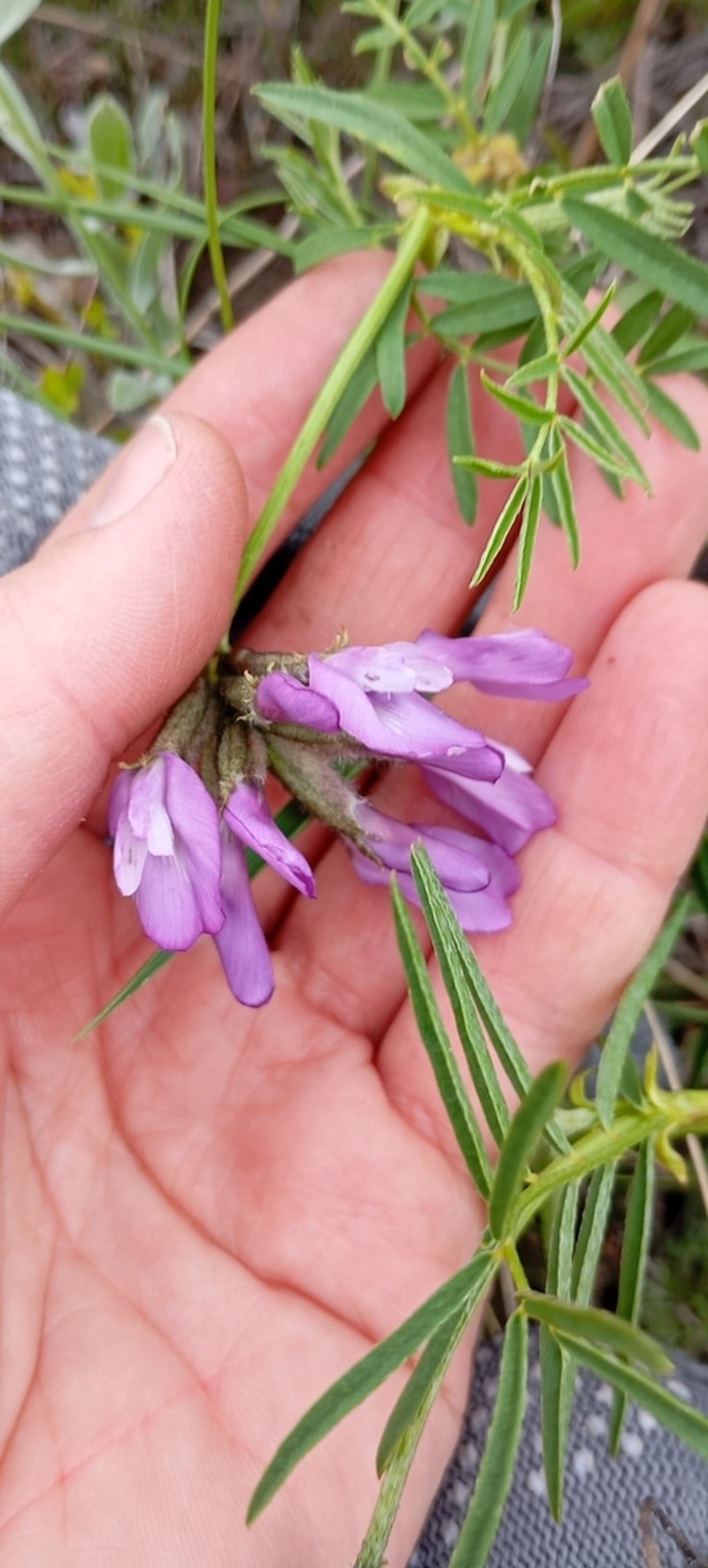 Astragalus oropolitanus photo 7