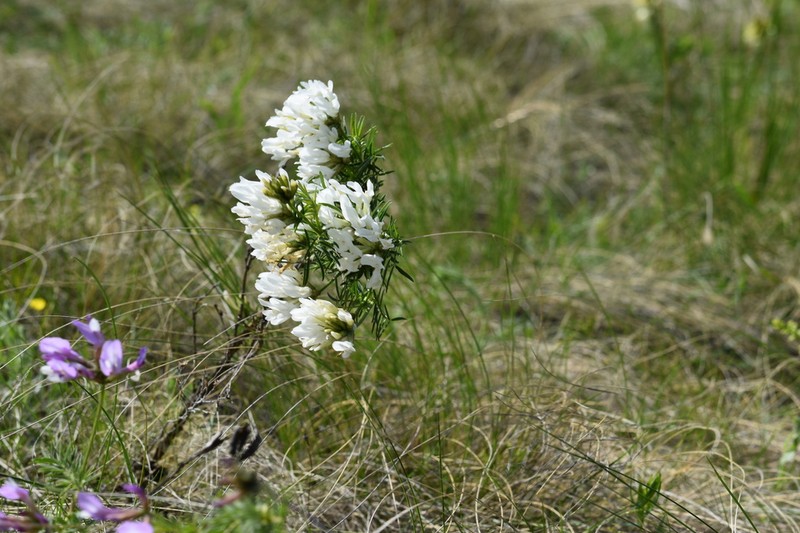 Astragalus oropolitanus photo 8
