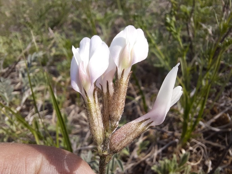 Astragalus ortholobus