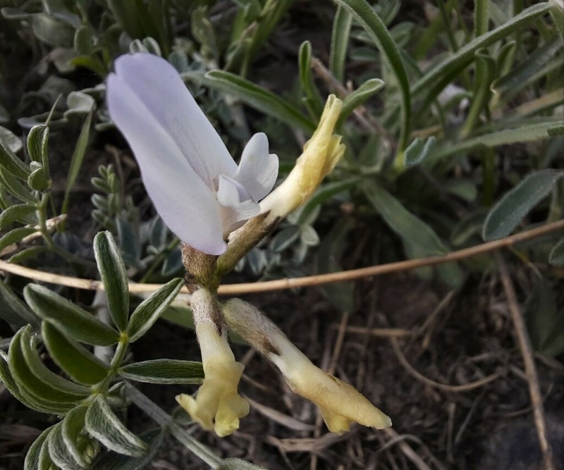 Astragalus ortholobus photo 2