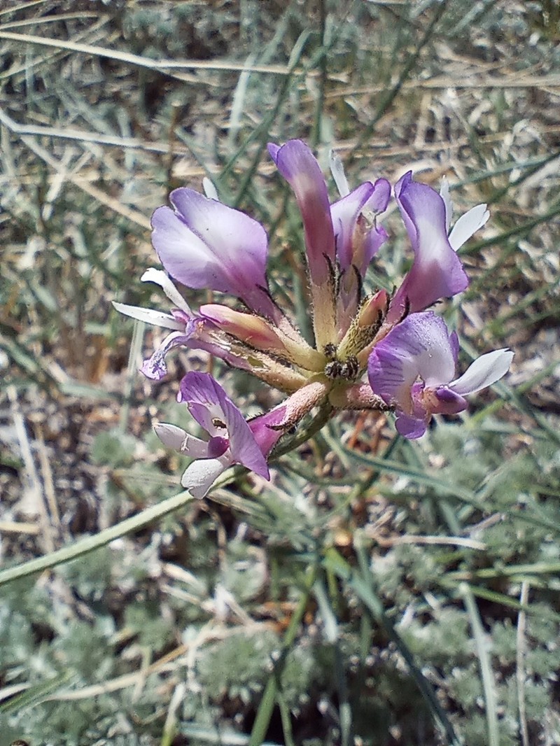 Astragalus ortholobus photo 3