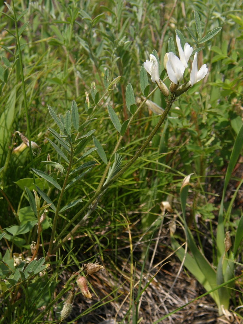 Astragalus ortholobus photo 4