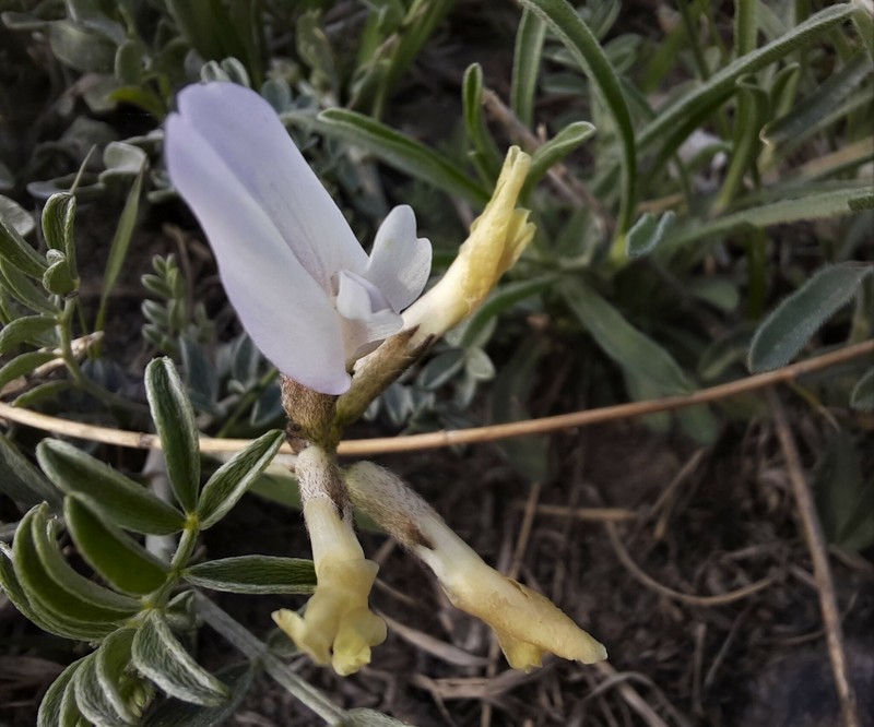 Astragalus ortholobus photo 5