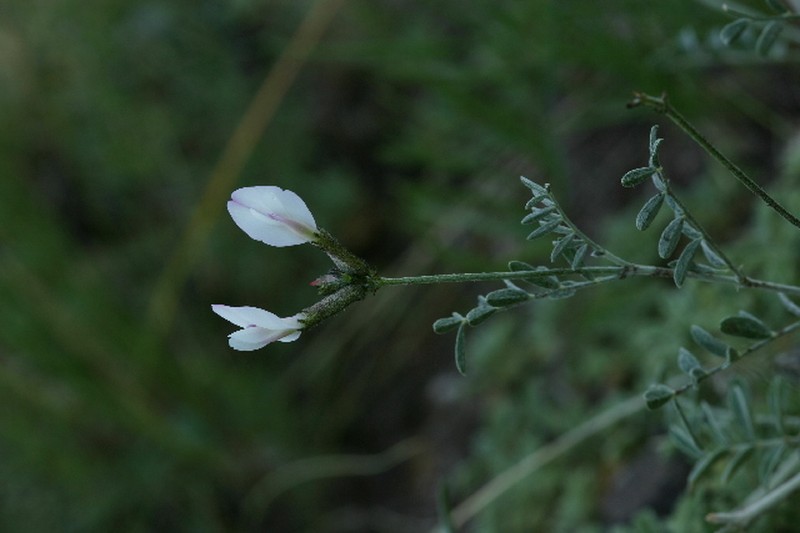 Astragalus ortholobus photo 7