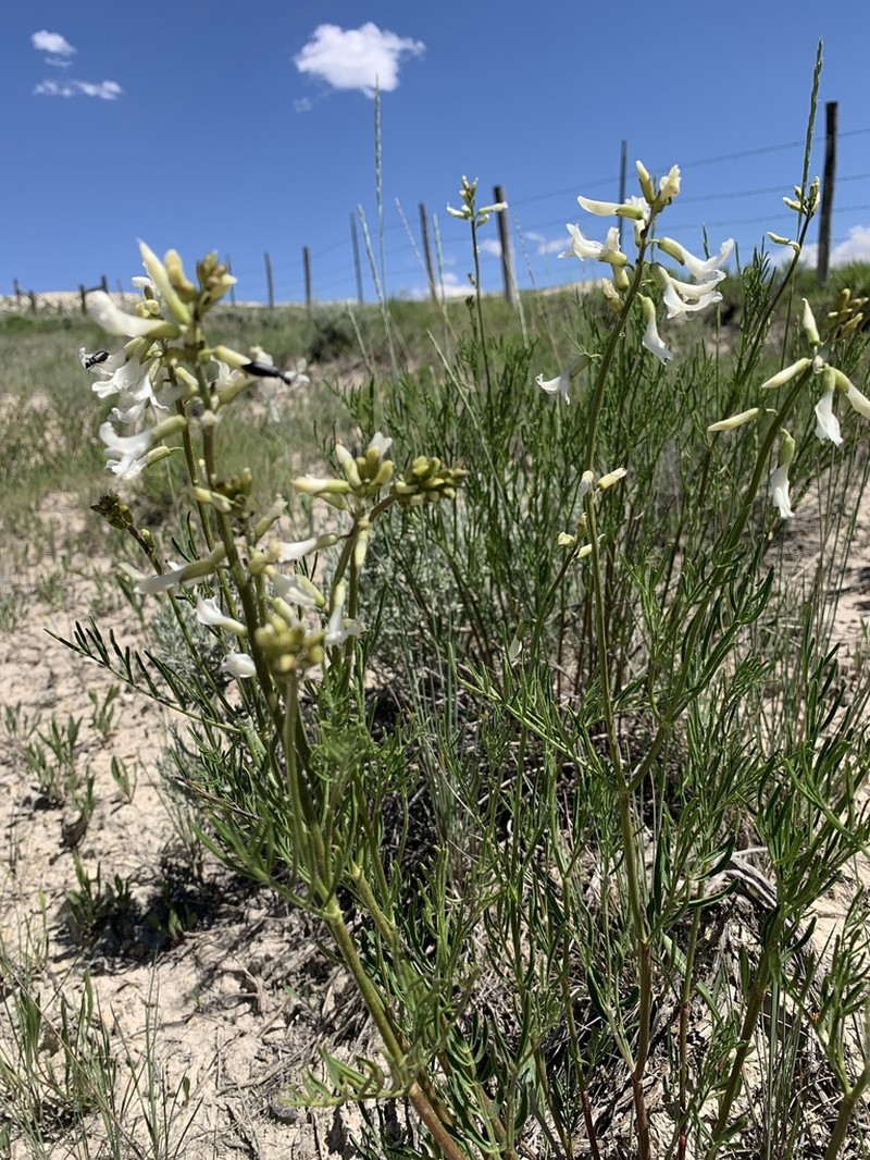 Kremmling Milkvetch