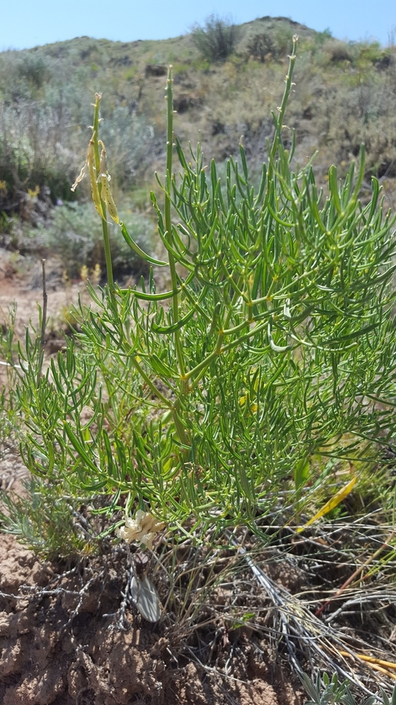 Kremmling Milkvetch photo 2