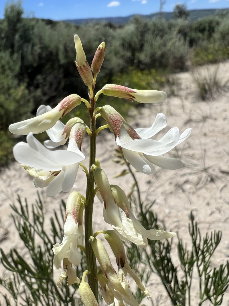 Kremmling Milkvetch photo 3