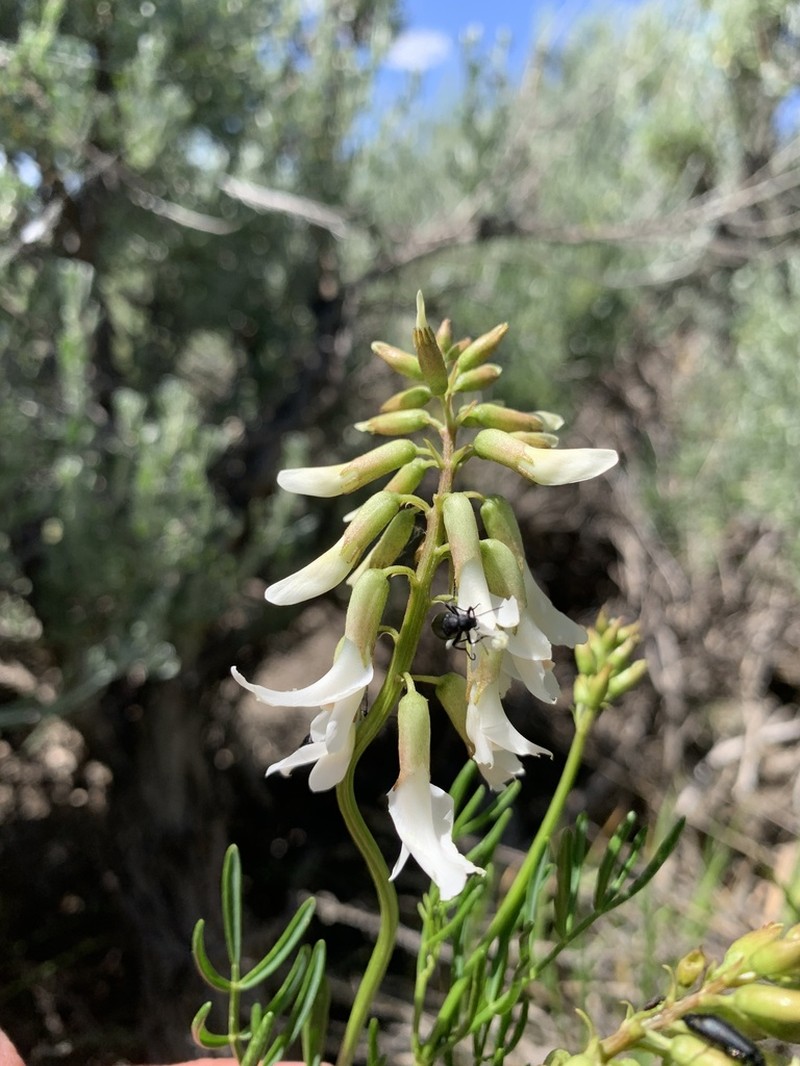 Kremmling Milkvetch photo 4