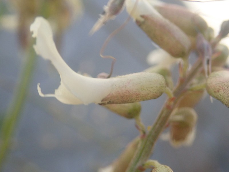 Kremmling Milkvetch photo 5