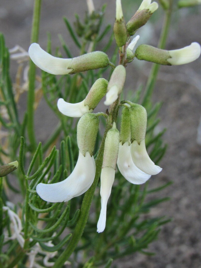 Kremmling Milkvetch photo 6
