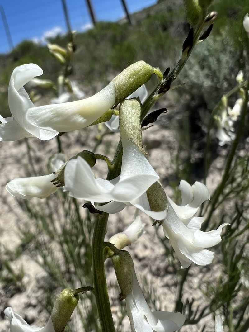 Kremmling Milkvetch photo 7