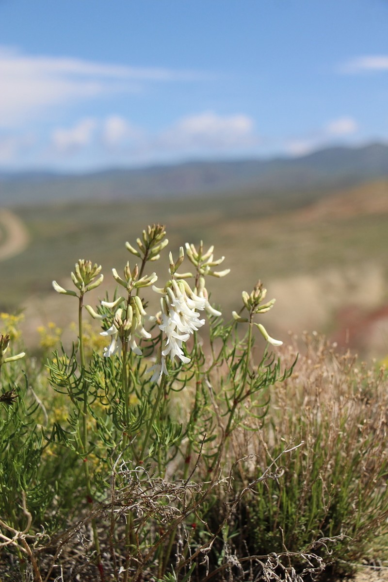 Kremmling Milkvetch photo 8