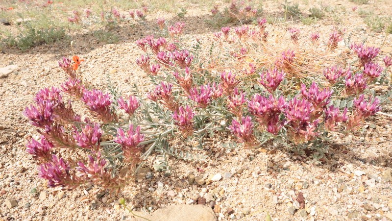 Astragalus ovalis