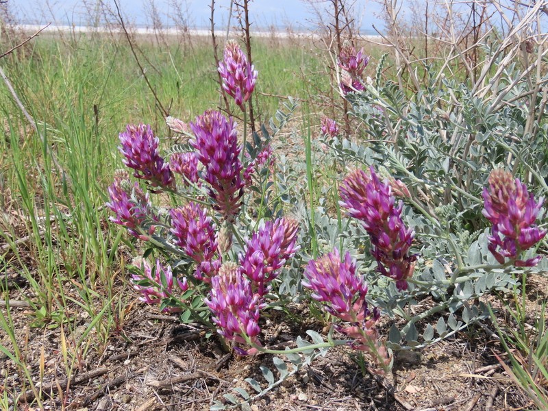 Astragalus ovalis photo 2