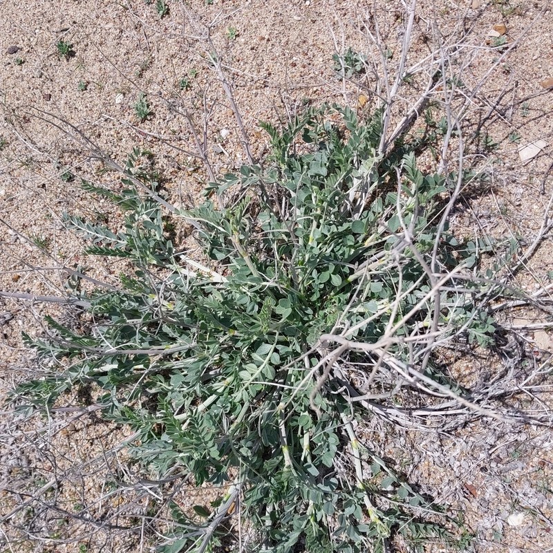 Astragalus ovalis photo 3