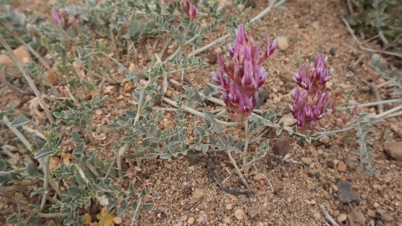 Astragalus ovalis photo 4
