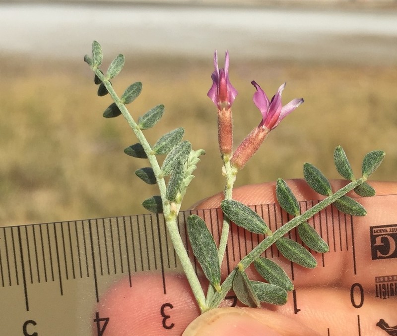 Astragalus ovalis photo 5