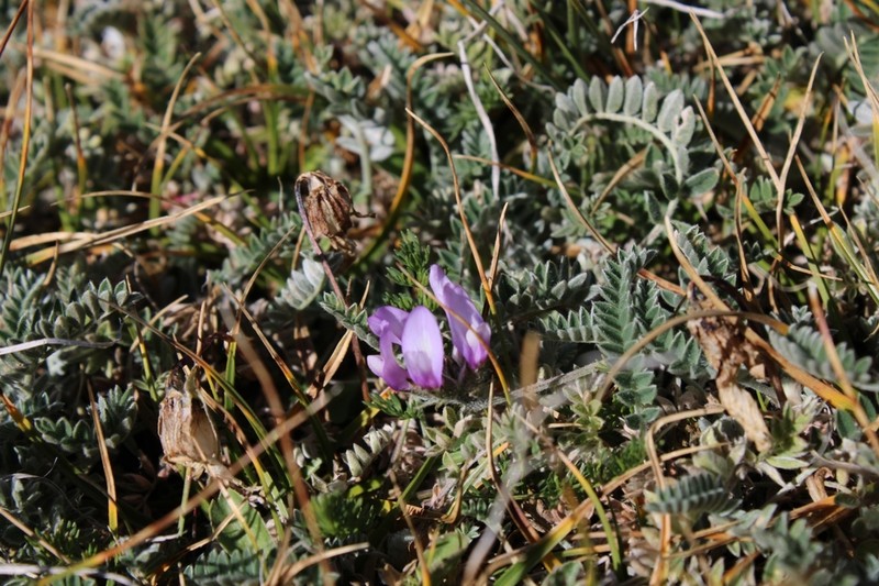 Astragalus ovatus