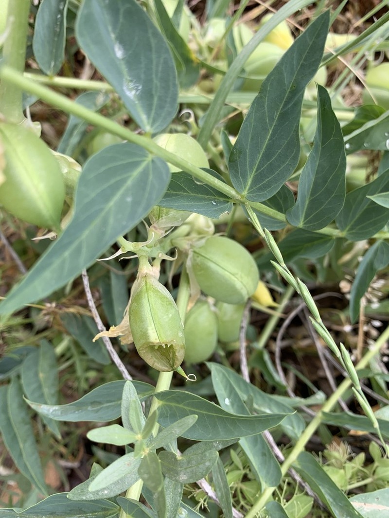 Astragalus ovinus