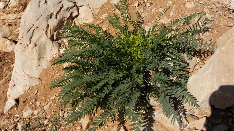 Astragalus ovinus photo 2