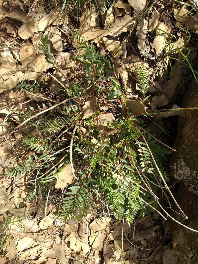 Astragalus ovinus photo 3