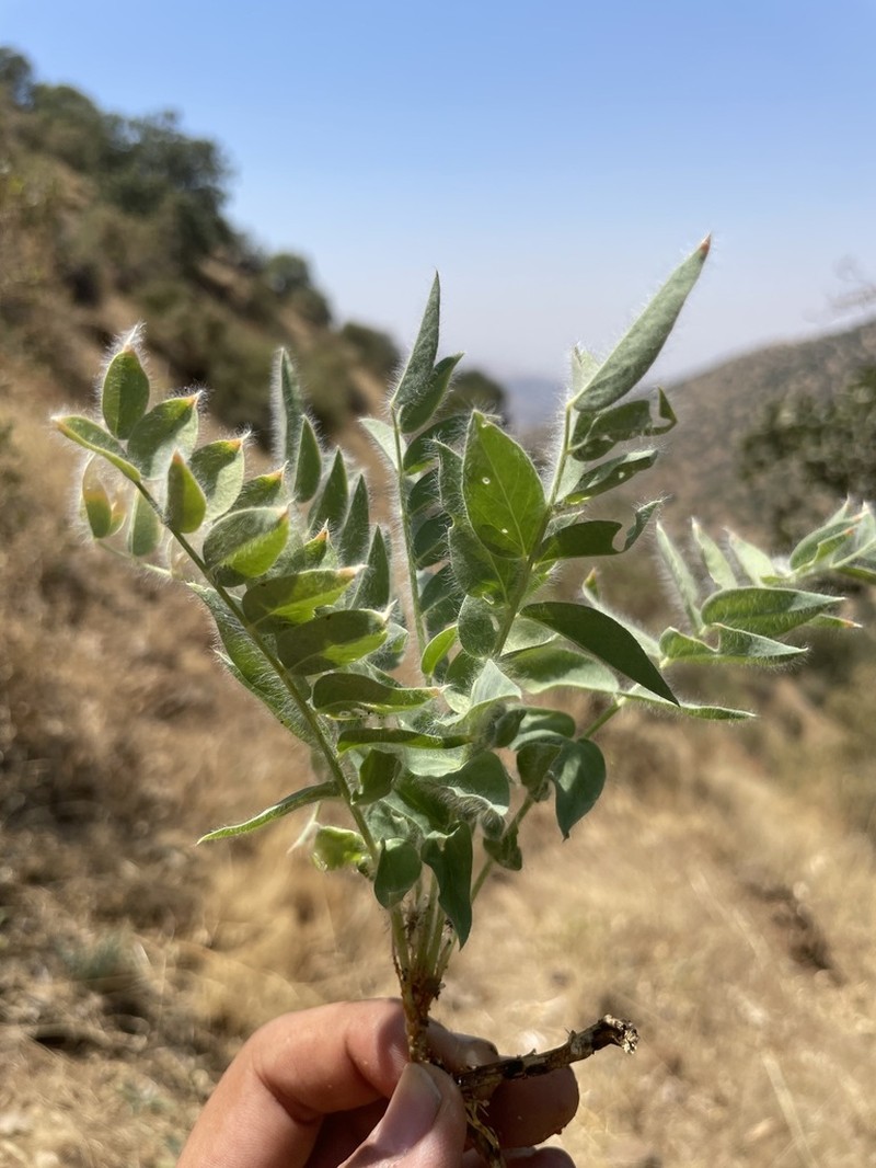 Astragalus ovinus photo 4
