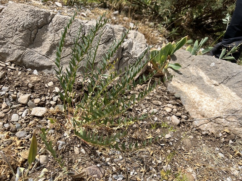 Astragalus ovinus photo 5