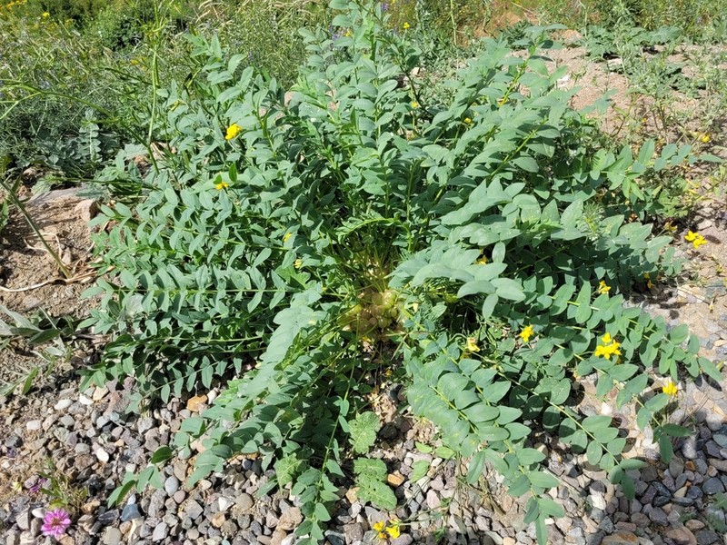 Astragalus ovinus photo 6