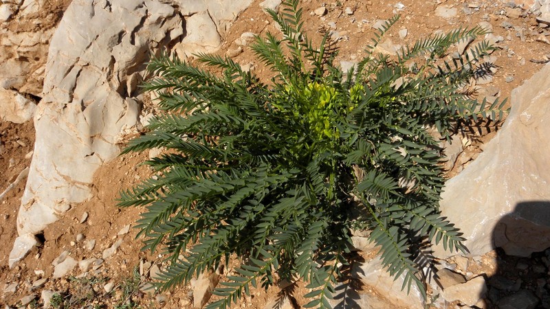 Astragalus ovinus photo 8