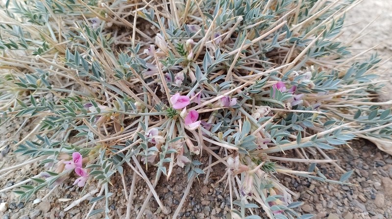 Astragalus ovoideus
