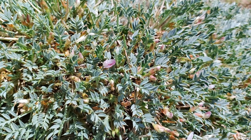 Astragalus ovoideus photo 2
