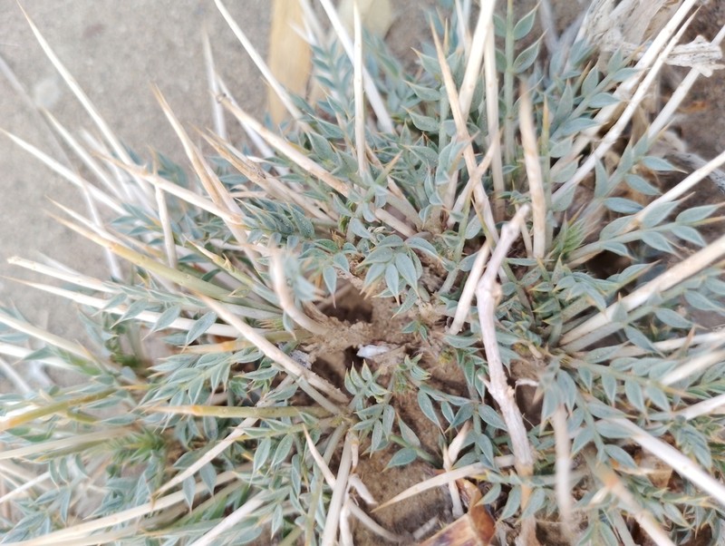 Astragalus ovoideus photo 3