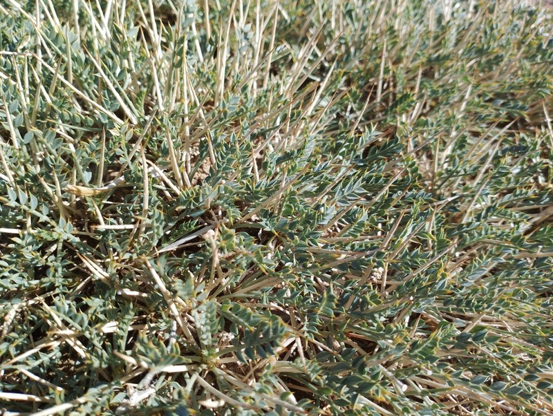 Astragalus ovoideus photo 4
