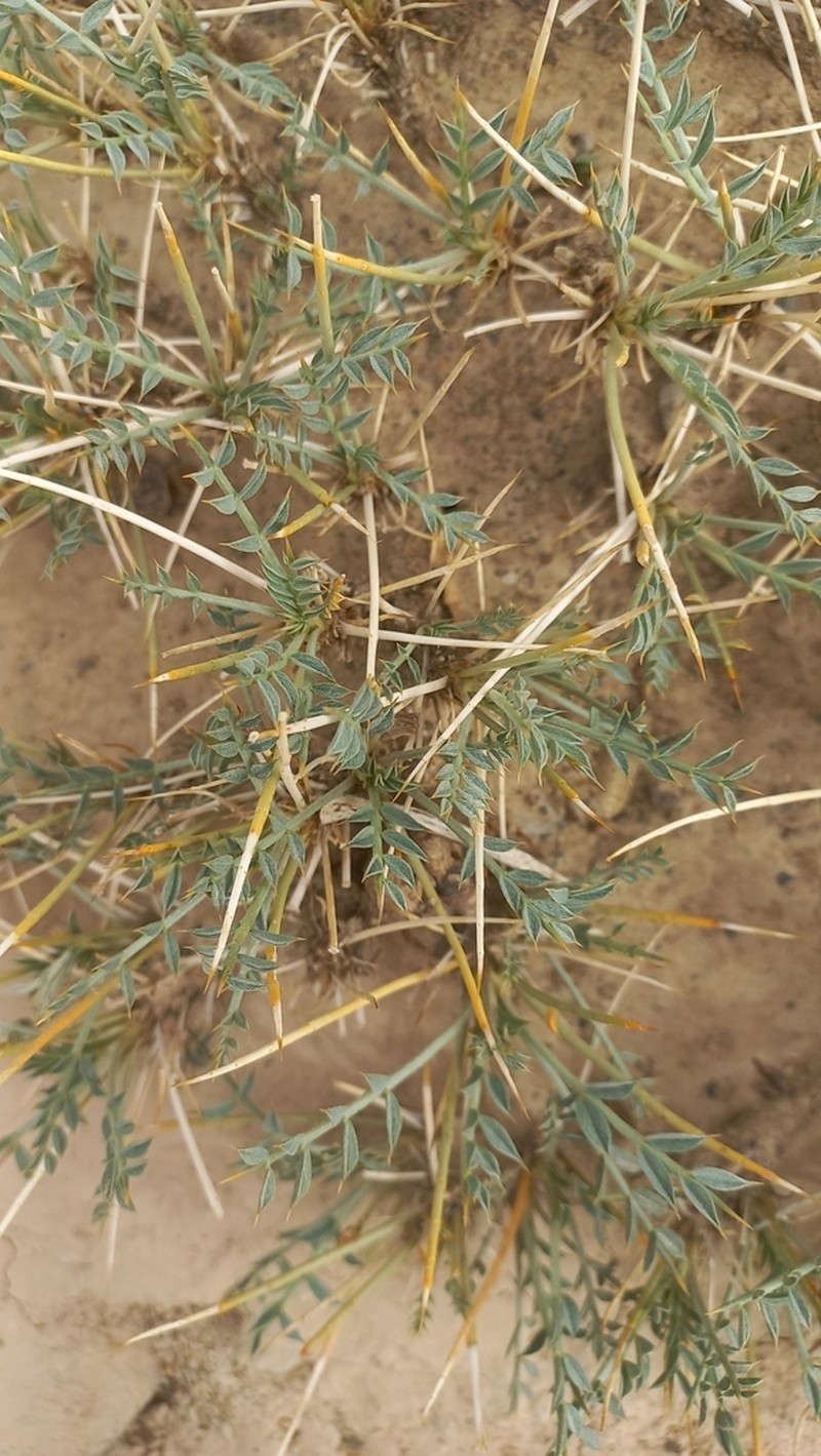 Astragalus ovoideus photo 5