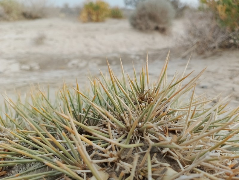 Astragalus ovoideus photo 6