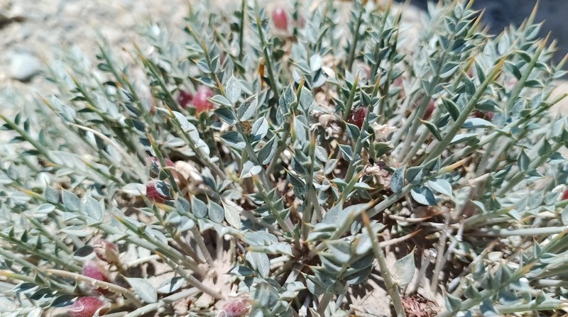 Astragalus ovoideus photo 7